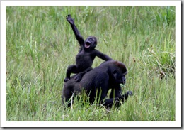 gorilla